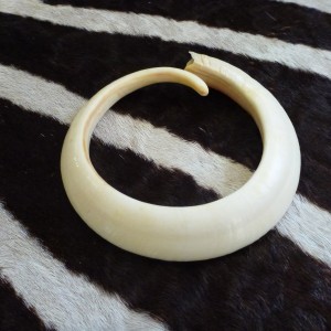 Vanuatu Pig Tusk