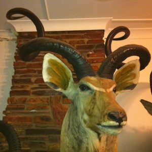 74 and 1/2 inch Kudu