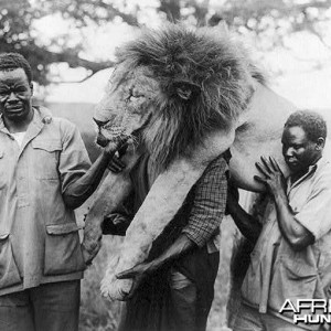 Dead lion being held by porters 1931