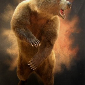 Bear Taxidermy