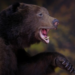 Bear Taxidermy