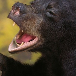 Bear Taxidermy