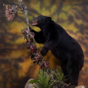 Bear Taxidermy