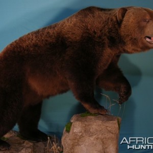 Bear Taxidermy