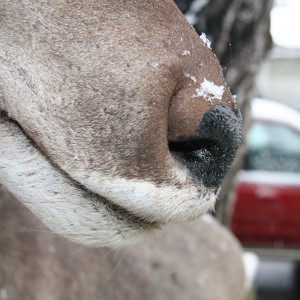 Kudu Nose Detail