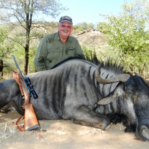 Blue Wildebeest