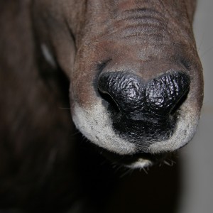 Nyala Nose