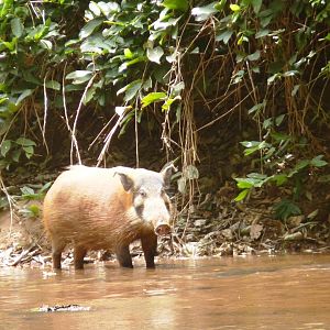 Red River Hog CAR