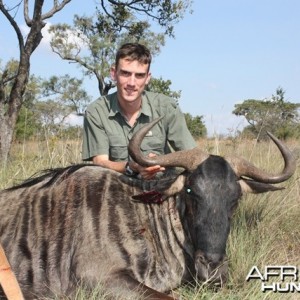 Blue Wildebeest - South Africa