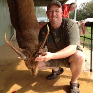 Hog Deer Australia