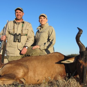 Red Hartebeest