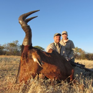 Red Hartebeest