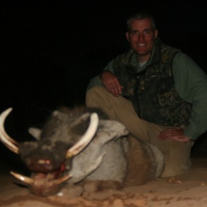 Warthog Hunted w/ Motshwere Safaris
