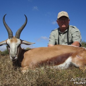 Cape Springbuck