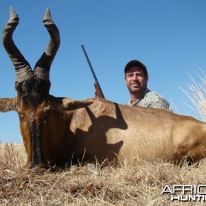 Red Hartebeest