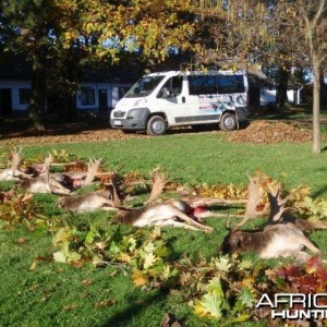 Fallow deer hunt in Europe Hungary