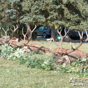 Red deer hunt in Europe