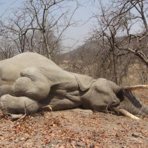 Zimbabwe Elephant - 3