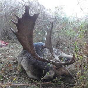 Fallow deer hunted in Hungary