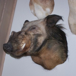 Bushpig mount