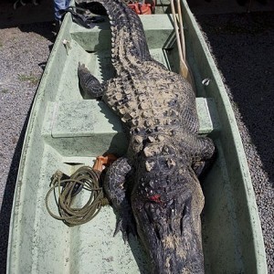 ALLIGATOR