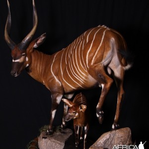 Bongo mount