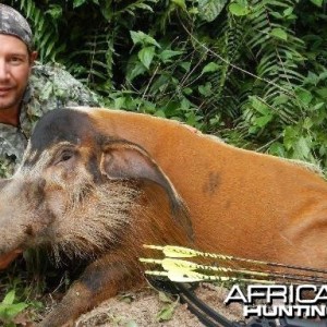 Congo Safaris - Trophys taken this season so far