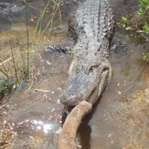 GATOR TUG-O-WAR!