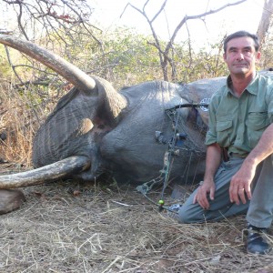 bowhunted elephant