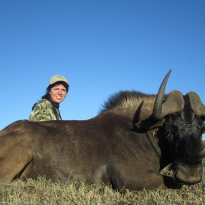 Black Wildebeest