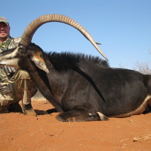 2012 Sable, 42 1/2", Limpopo