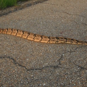 six foot timber rattler