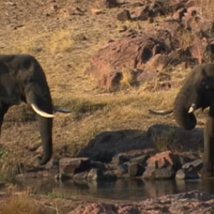 Big Elephant Bulls