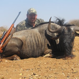 Blue Wildebeest