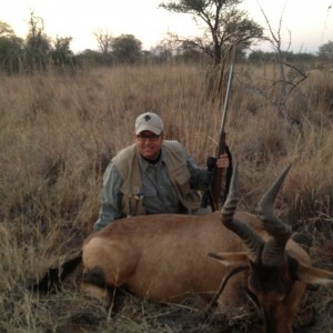 Red Hartebeest