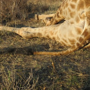Giraffe Tail