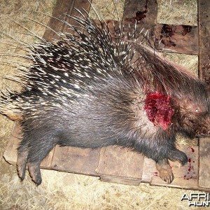 African Porcupine