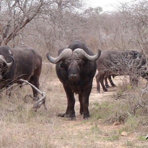 Safari 2012