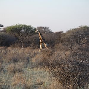 Giraffe Namibia