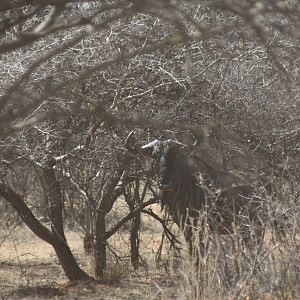 Blue Wildebeest Namibia