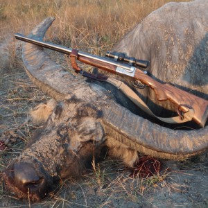 Hunting Asiatic Buffalo in Northern Australia