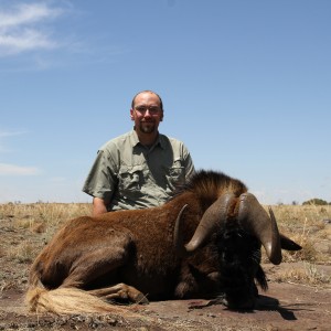 Black Wildebeest