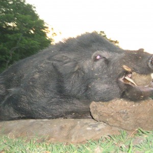 Mauritian wild boar