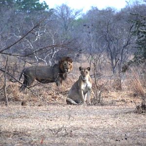 Lion - Tanzania