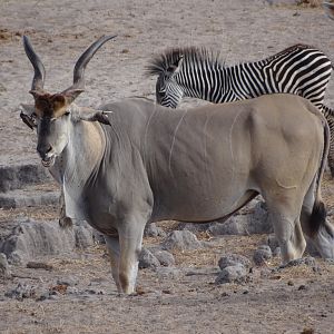 Eland - Tanzania