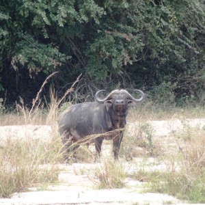 42'' cape buffalo - Tanzania