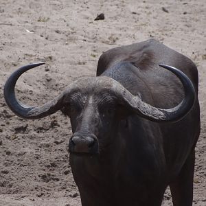 Buffalo bull without scrotum