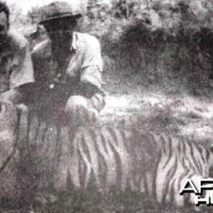 Hunting Tiger