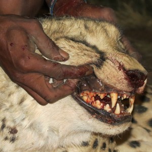 Cheetah teeth