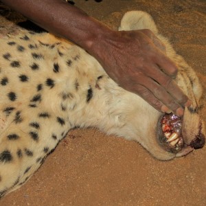 Cheetah teeth